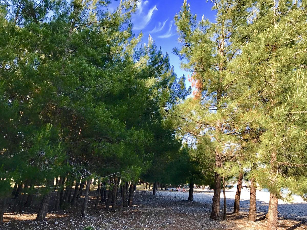 Hotel Mandarin Pitsunda Dış mekan fotoğraf